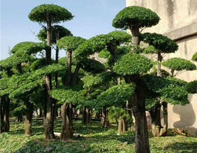 白蜡树.jpg
