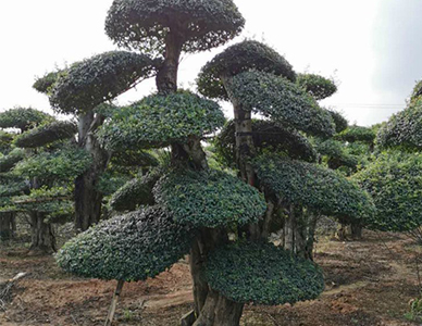 对节白蜡.jpg