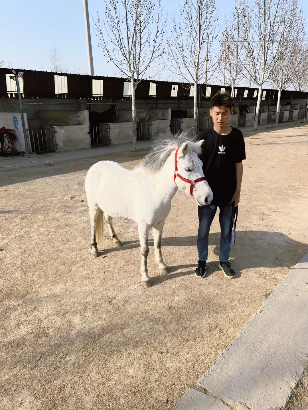 小矮马.jpg