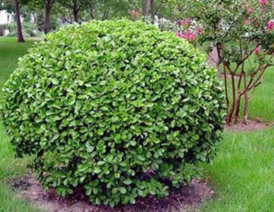 大叶黄杨球  (1).jpg