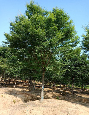 1762324139949883.jpg 榉树.jpg