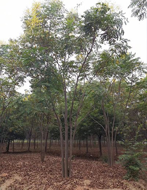 1762324277983413.jpg 栾树-(2).jpg