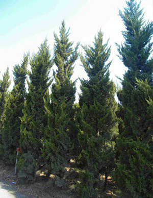 1762324281785023.jpg 龙柏-(1).jpg