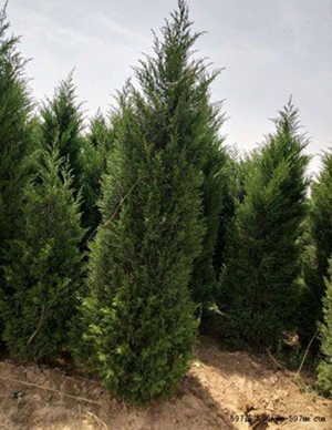 1762324295291592.jpg 蜀侩-(1).jpg