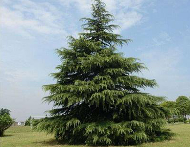 1762324299412362.jpg 雪松-(1).jpg