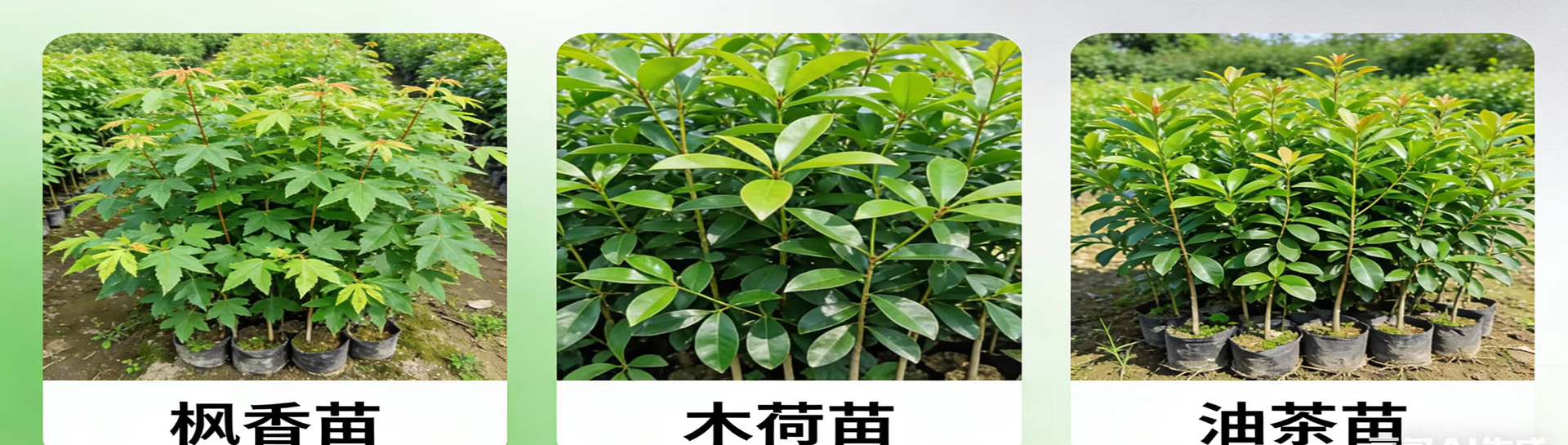未标题-1.jpg